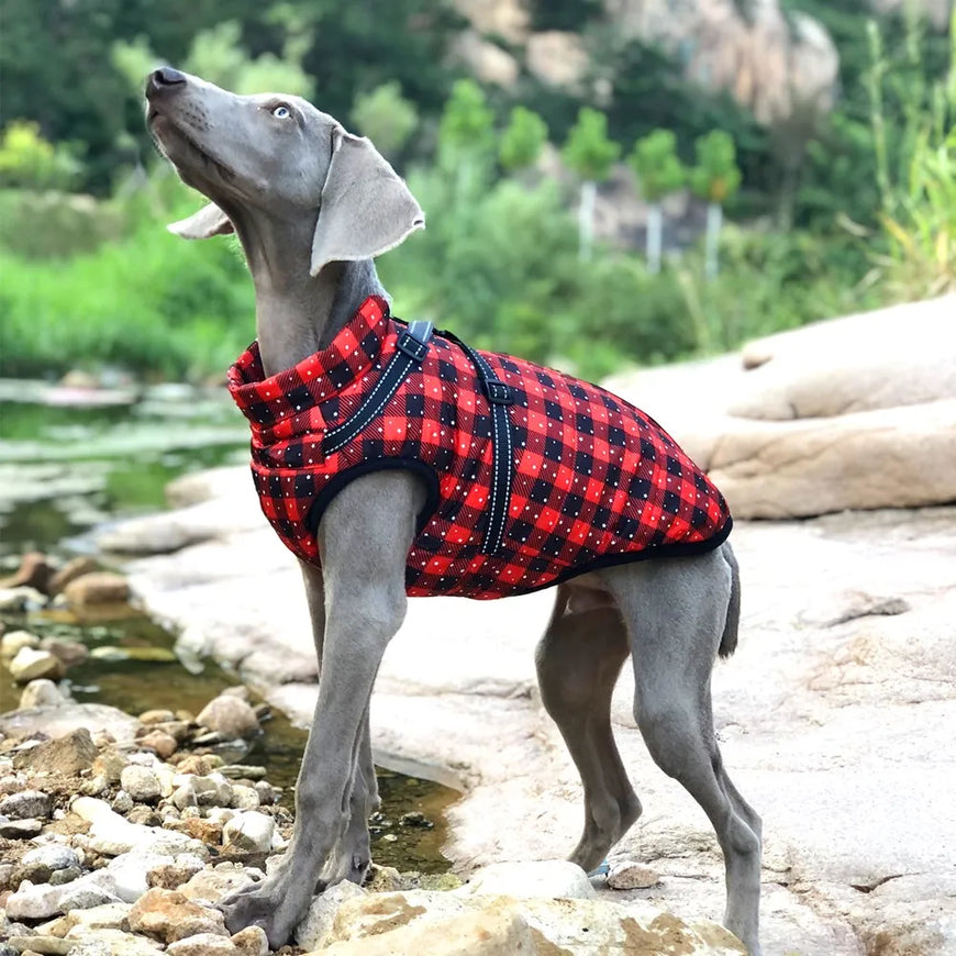 Large Pet Dog Jacket With Harness